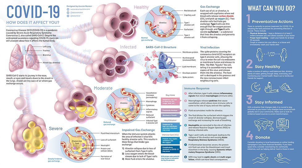 Visualizing the impact of #COVID19: incredibly informative &amp; beautifully rendered illustration of the effects that occur in the body following a #SARSCoV2 infection, by scientific designer @azuravesta azuravesta.com/covid-19-pande…