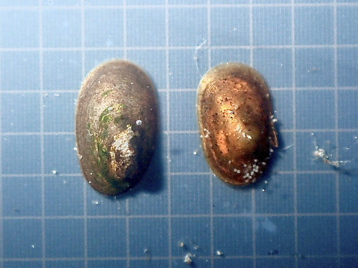 まふゆのうじ メリケンコザラとカワコザラ 典型的な個体であれば輪郭より殻頂の位置の方がわかりやすいかも T Co H1kvd1wjkk Twitter