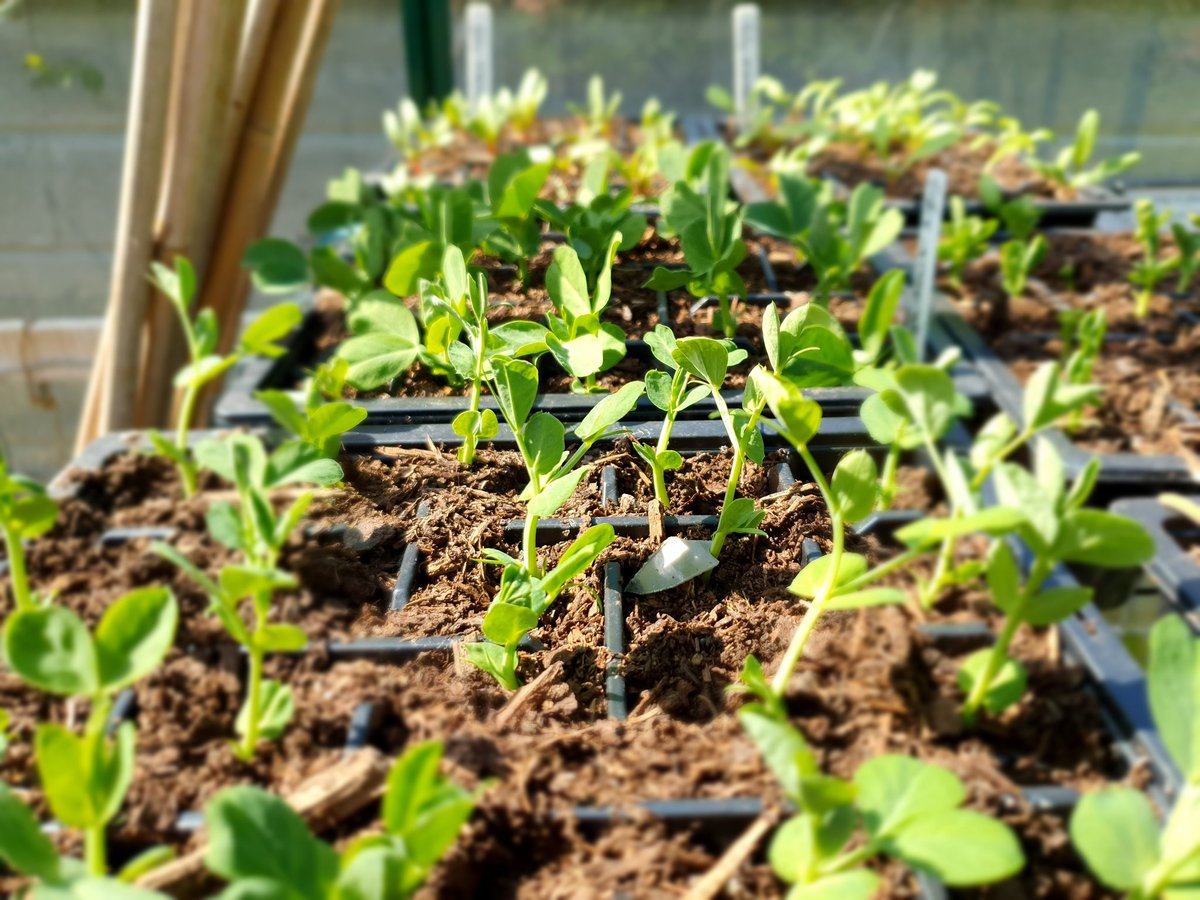 stephendukelow's tweet image. Lots of pea plants coming along in the greenhouse.