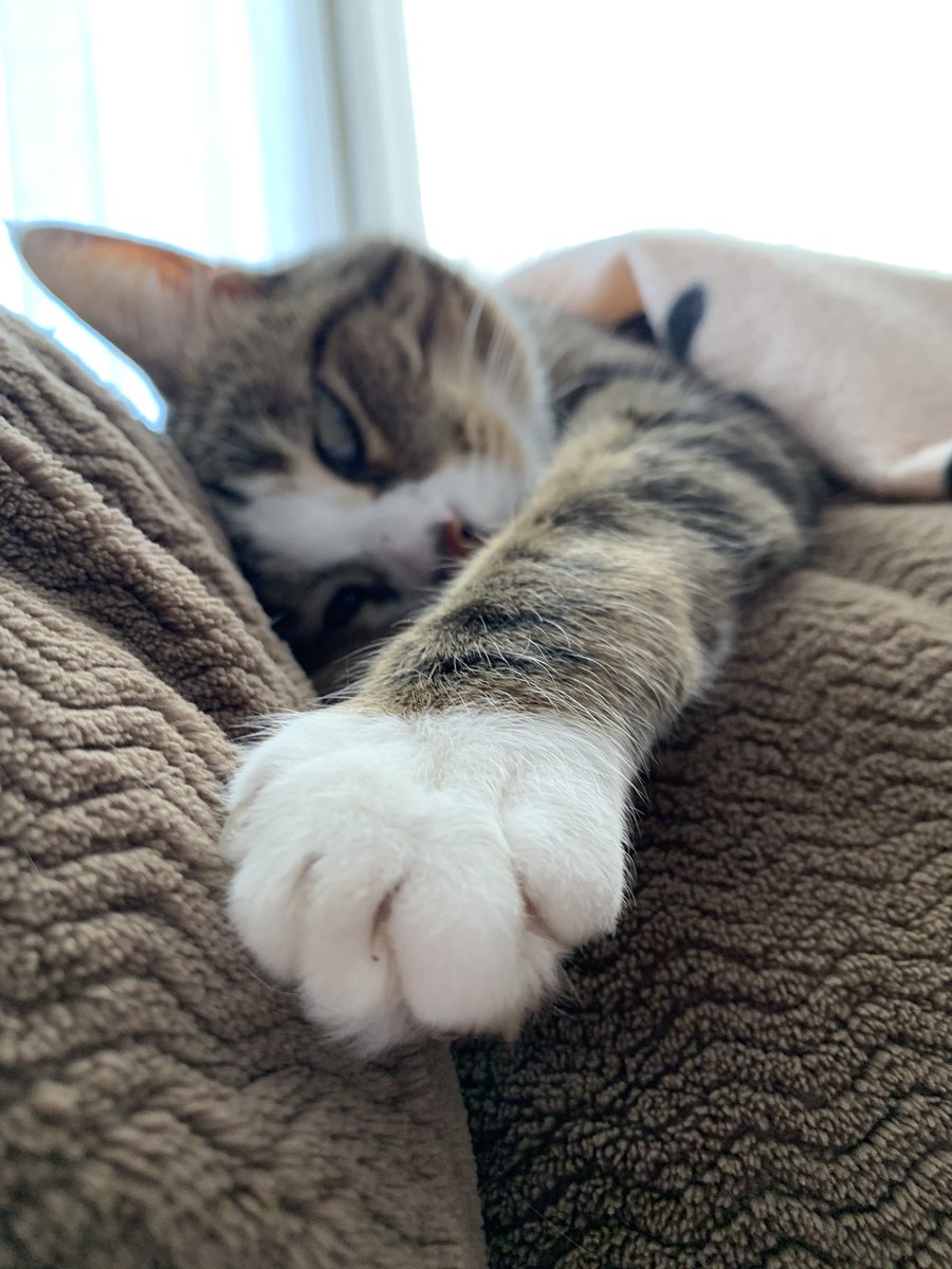 Roberts1Allison's tweet photo. I’ve been having photoshoots with my cat and I have to say, she’s a natural model. https://t.co/EjZdruOVqf