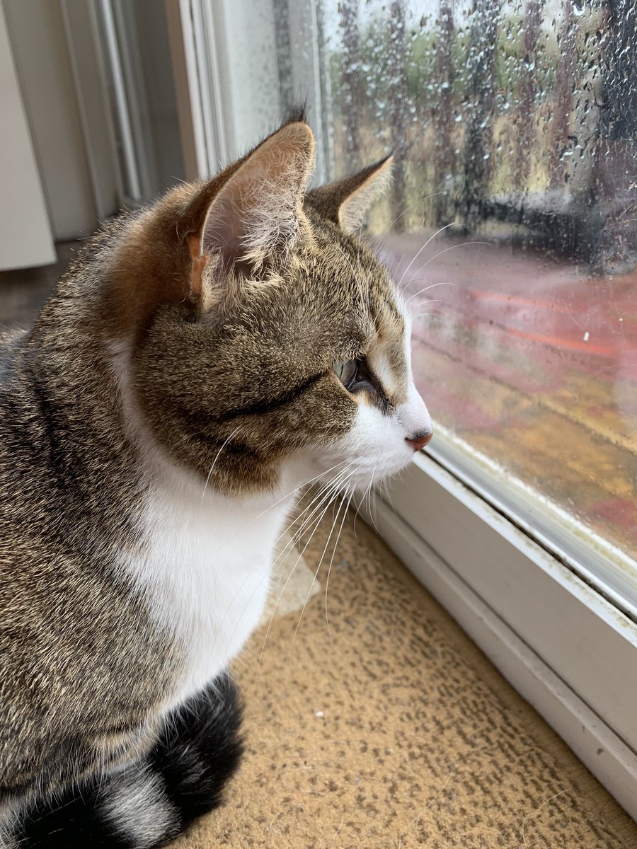 Roberts1Allison's tweet photo. I’ve been having photoshoots with my cat and I have to say, she’s a natural model. https://t.co/EjZdruOVqf