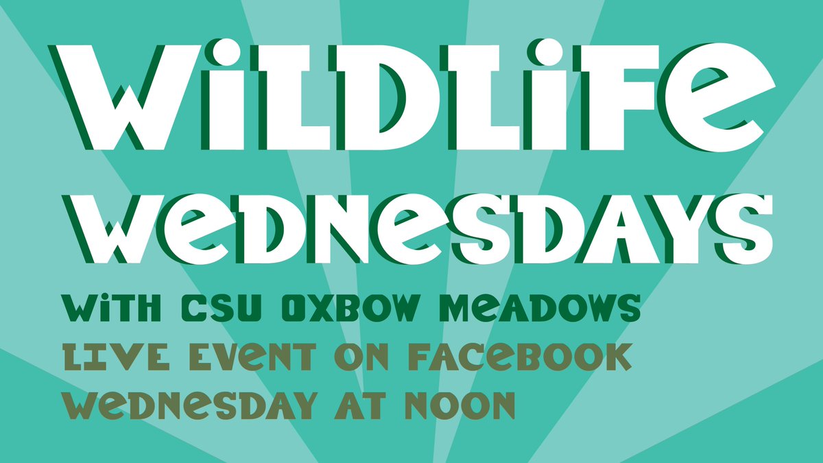 It is #WildlifeWednesday! Join us for a LIVE stream on Facebook today all about the king of the snakes #kingsnakes 🐍🐍🐍 Link in the bio