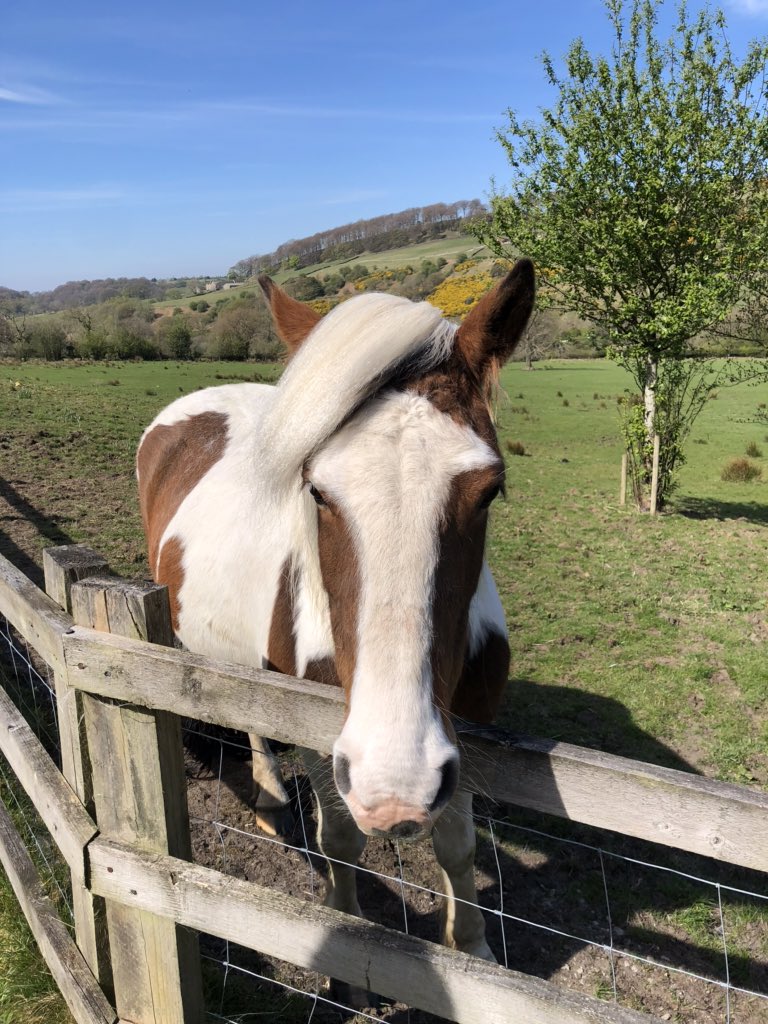 My horse Sally is a big fan of yours <a href="/OwainWynEvans/">Owain Wyn Evans</a> . So much so that she has styled her hair to match yours. Here is a pic of her. She would love it if you included it in your bulletin.