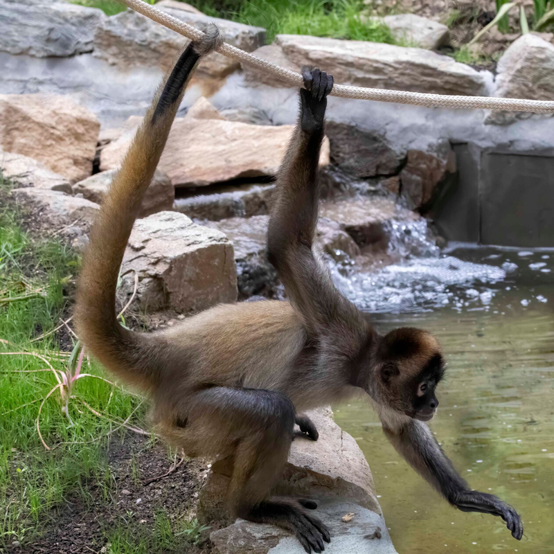 My toddler is really missing Gilligan and Titi, the Beardsley Zoo's spider monkeys. Luckily they just got their own webcams!  <a href="/BeardsleyBart/">Connecticut's Beardsley Bart</a> <a href="/CTBZoo/">CT's Beardsley Zoo</a> 

beardsleyzoo.org/indoor-spider-…
