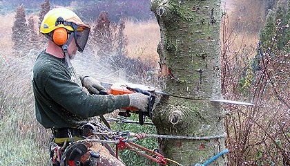 The Adelaide Tree Surgery (@adelaide_tree) / Posts / X