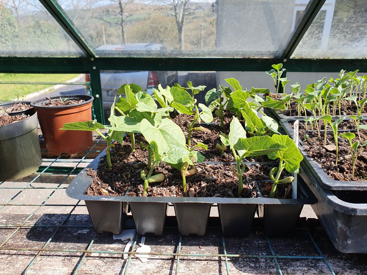 stephendukelow's tweet image. Bean plants almost ready for planting out. Will fleese over to protect from frost.