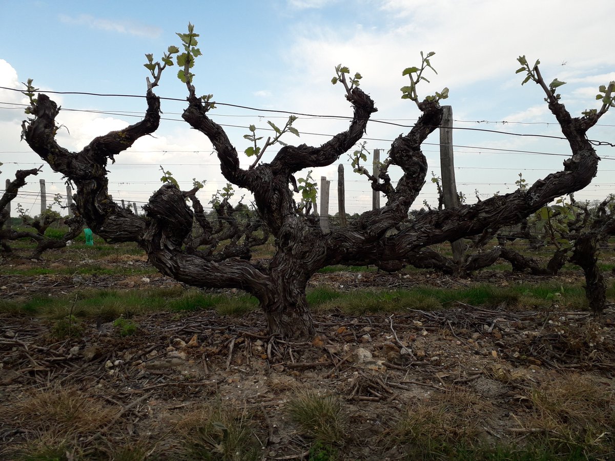 🍃Vieille #vigne 📸Recto-verso.
🔎Jolie forme/début de végétation/production de futurs raisins pour un futur bon #vin, soyons patients.⏳
En attendant, vous pouvez compter sur nos millésimes actuels.🥂
À bientôt!
#cepdevigne #vignoble #vineyard #vouvraywine #vigneron #confinement