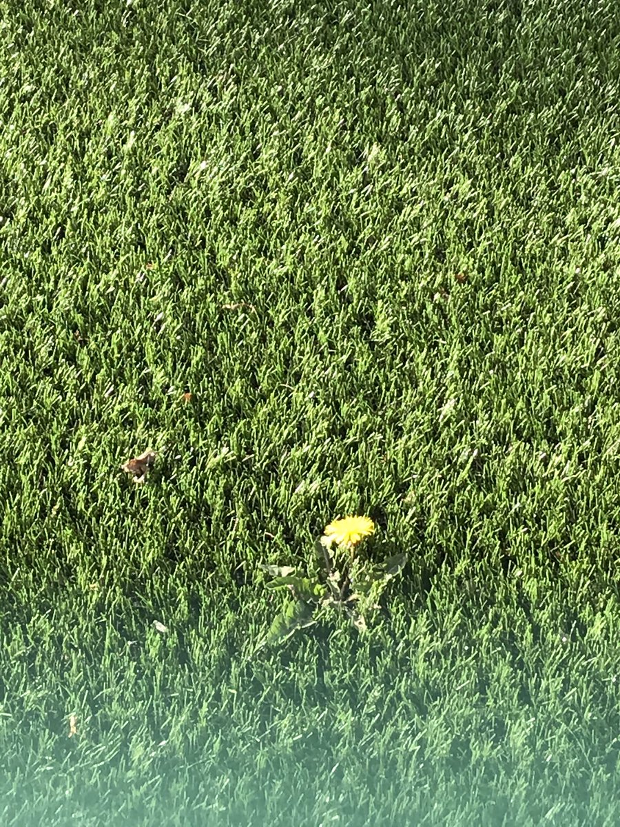 ADenisePrice's tweet photo. @womblesofficial Mother Nature thriving on sterile artificial turf of local playing field! https://t.co/MHO9N4NrCk