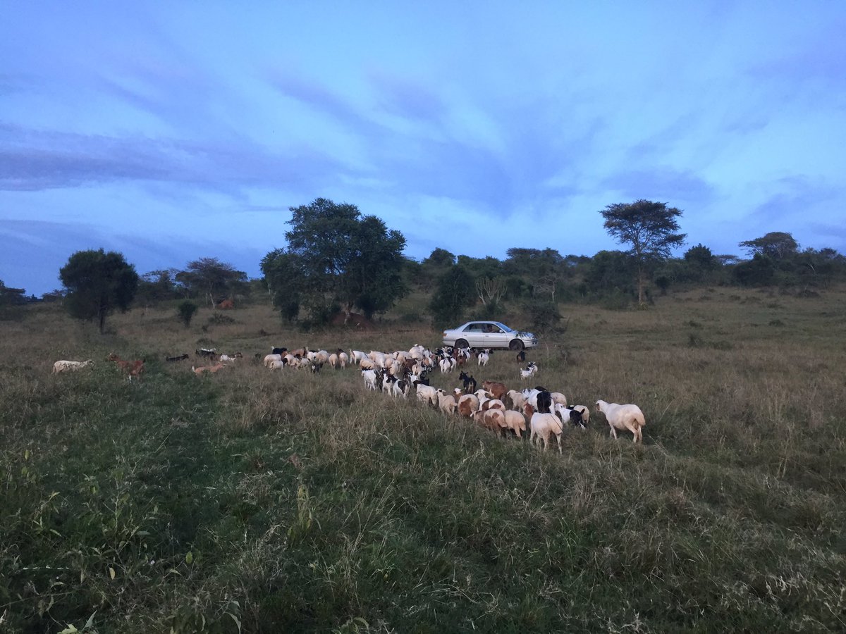 BakerKahima's tweet image. How they are planning to welcome me back to Novine Farm after the #21DayLockdown