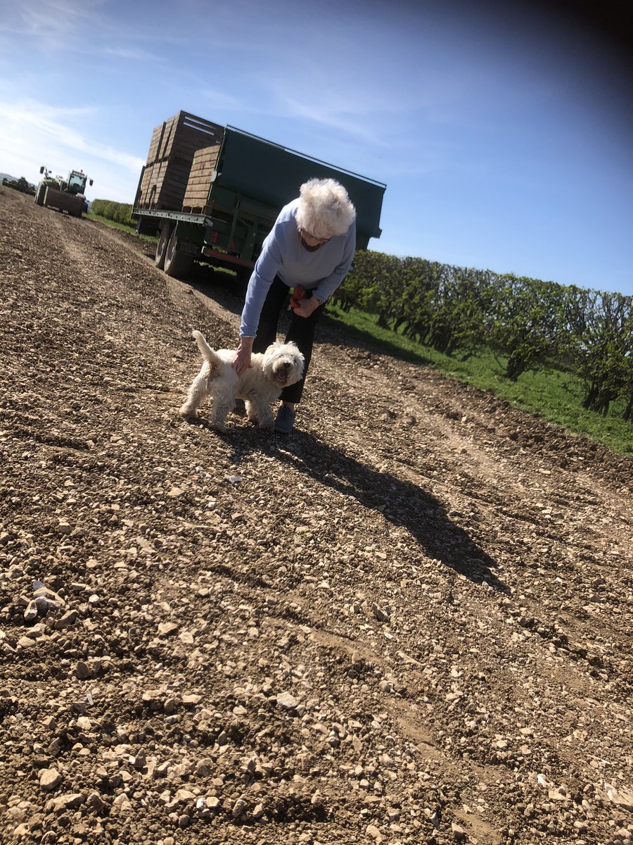 JSScholes1's tweet photo. Matriarch keeping her eye in! Ventured out of cottage and she’s driven up fields to see us planting #potatoes #nectar @RS_Cockerill #StayHomeSaveLives #young82 https://t.co/gNXYyczZTR