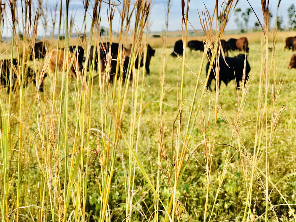 cmashx's tweet photo. I believe as much as we may have workers as farm/project owners we should be able to do the basic work at the farm as a need may arise one day. Have been herding cattle the past 2 days and today was taking care of the young ones after some good rainfall #YouthInAgriculture https://t.co/EBu4Qfcju8