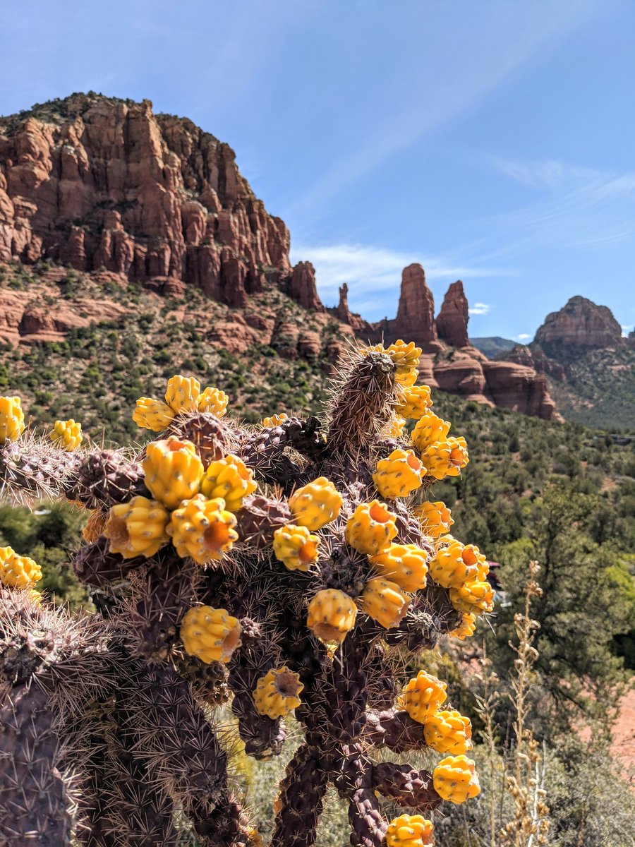appetitesabroad's tweet photo. @nomadicmatt Sedona, Arizona 🌵 https://t.co/6XtJ2Pge0W