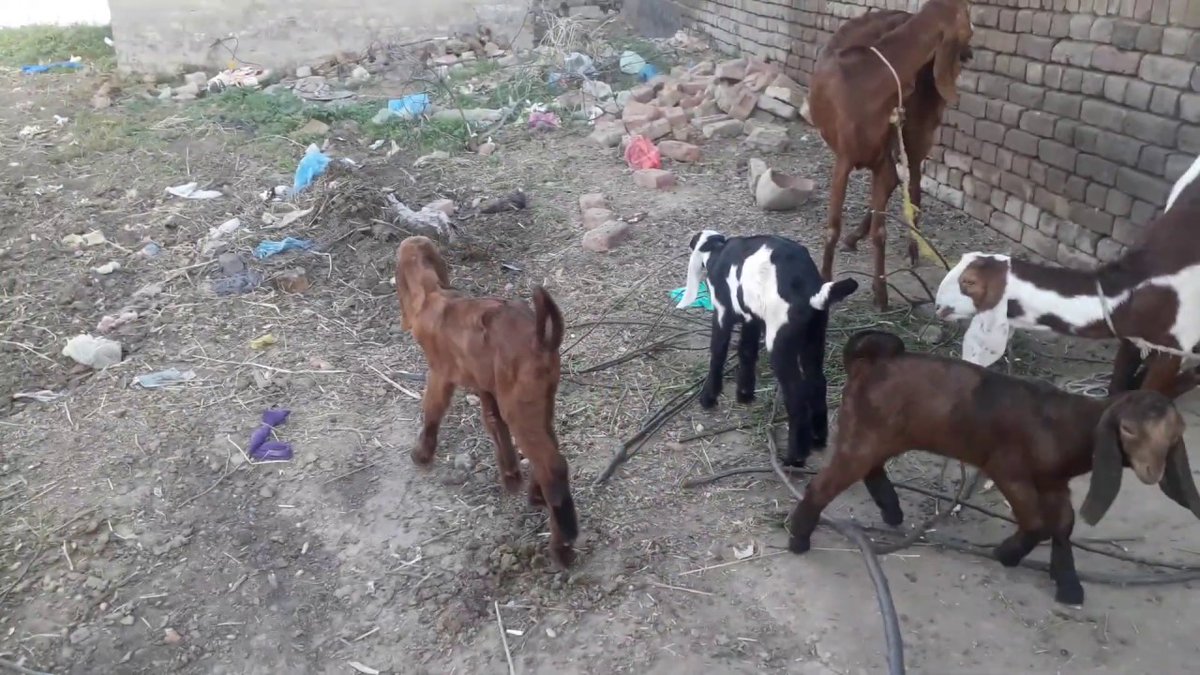 Logomaker20's tweet photo. Check out my latest video "#sojatgoats #goatfarming #bakre  Goat farming &amp;  Livestock Goat Farm|Goat  vlog|Vlog"

Watch Now: https://t.co/PFuLazL546

#WeStandWith_MuftiMuneeb
(Posted via https://t.co/N1yzsRzL8s) https://t.co/9MJdIJhIFe