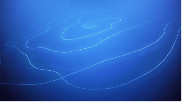 zarkadakis's tweet photo. #Siphonophores are not only the longest creatures in the ocean (46m long in the pic) but also are prime examples of natural #resilience and #antifragility: a collective organism where each creature diversifies its function to serve the purpose of whole. https://t.co/EtXl0nMbun