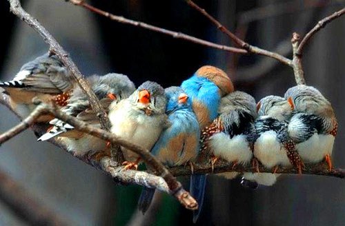 CRAVITY as birds: a thread