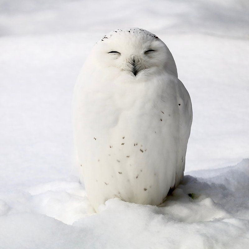 Woobin: Snowy Owl