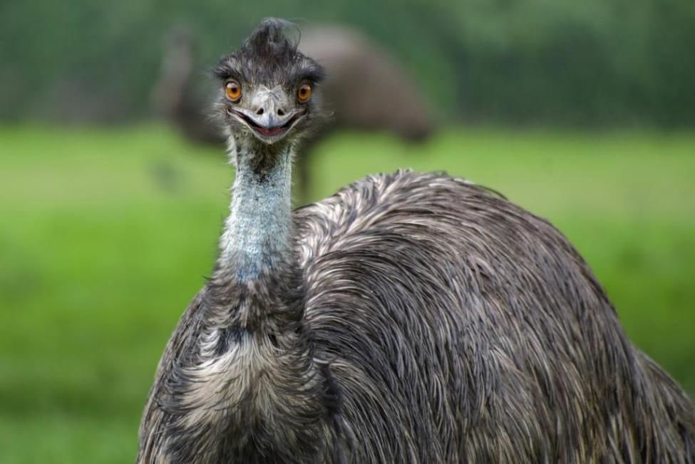 Jungmo: Emu