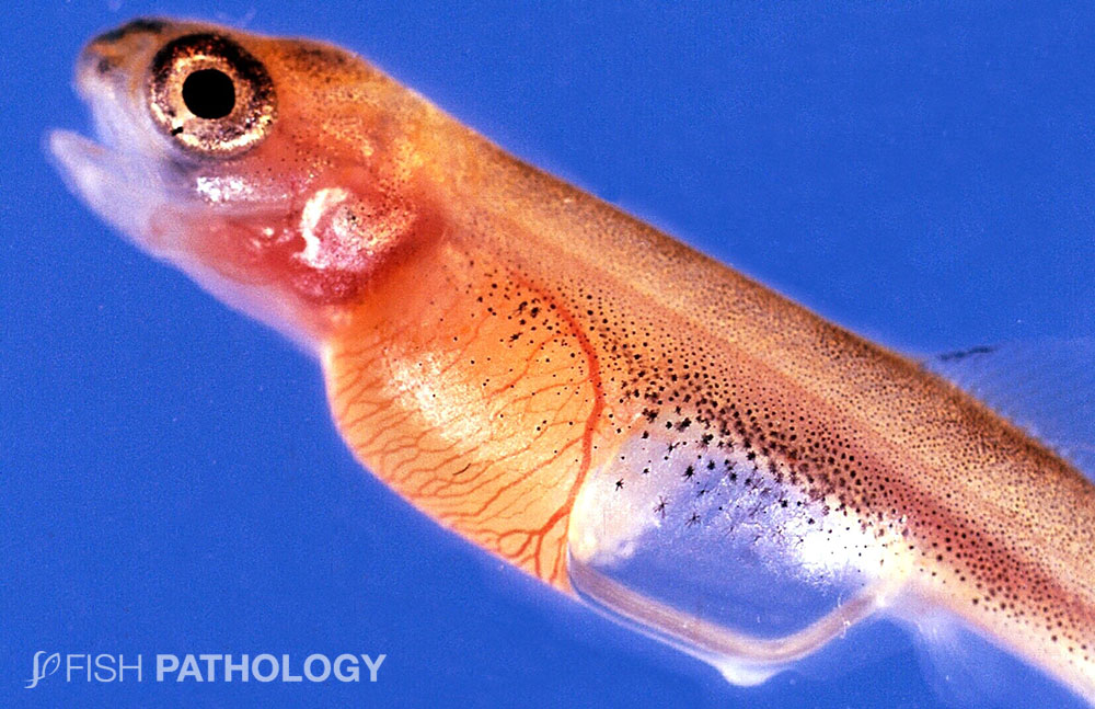 VehiceLab's tweet photo. Nueva publicación en #FishPathology sobre "Gas Bubble Disease". Para mayor información haz click aquí: https://t.co/A44VSPPSQX https://t.co/Szrmjs2YRS