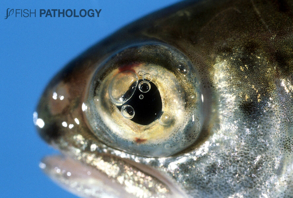 VehiceLab's tweet photo. Nueva publicación en #FishPathology sobre "Gas Bubble Disease". Para mayor información haz click aquí: https://t.co/A44VSPPSQX https://t.co/Szrmjs2YRS