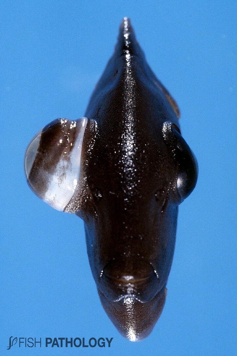 VehiceLab's tweet photo. Nueva publicación en #FishPathology sobre "Gas Bubble Disease". Para mayor información haz click aquí: https://t.co/A44VSPPSQX https://t.co/Szrmjs2YRS