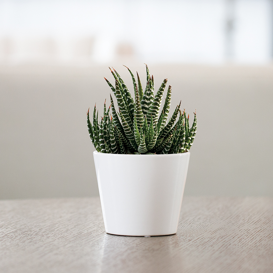 Social distancing is hard...brighten someone’s day with this cute and unique succulent gift. Indoor house plants are an easy way to brighten and beautify your home. Reserve yours for Mother’s Day delivery now! 📸: HaworthiaSucculent-27679.  #jacksonandperkins #houseplants
