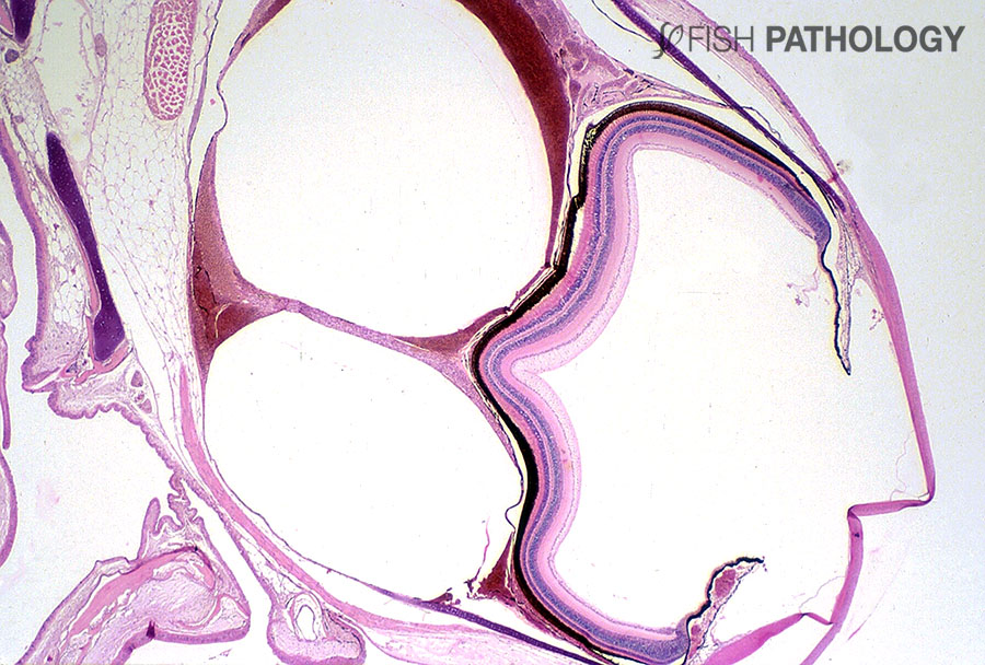 PathologyFish's tweet photo. New publication of "Gas Bubble Disease" in #FishPathology. For more information click here: https://t.co/LriY9oD9Xk https://t.co/38lCmEgKnX