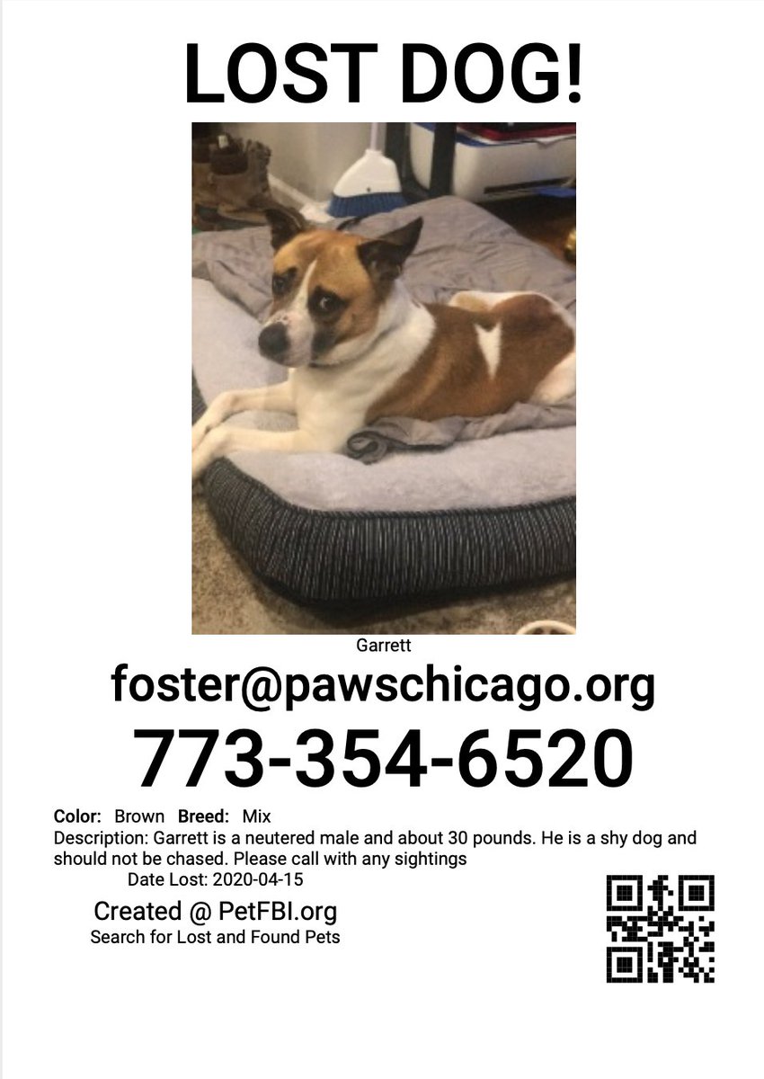 PAWSChicago's tweet photo. LOST PAWS FOSTER DOG: Garrett is a one-year-old Beagle mix who went missing while on a walk. Last seen near Bloomingdale and Talman in the Wicker Park neighborhood. He can be shy and fearful - do not chase him if you see him.

Please keep an eye out for Garrett! PLEASE SHARE. https://t.co/clUE0igk18