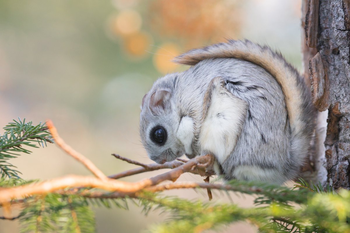 ট ইট র 知床ドリーム エゾモモンガ モモンガ 北海道 東京カメラ部 可愛い動物 野生動物 Canonphotography