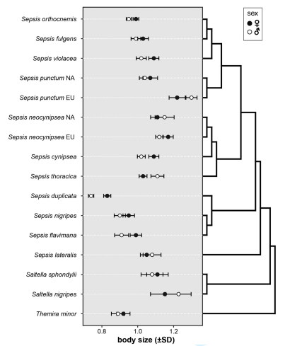 Oikos_Journal's tweet photo. Accepted: Blanckenhorn et al: Sexual size dimorphism is associated with reproductive life history trait differentiation in coexisting sepsid flies
https://t.co/f6mts6hmjP
@wileyecology @NordicOikos #coexistence #Diptera #dungflies #matingbehavior https://t.co/K07tYJAbnR
