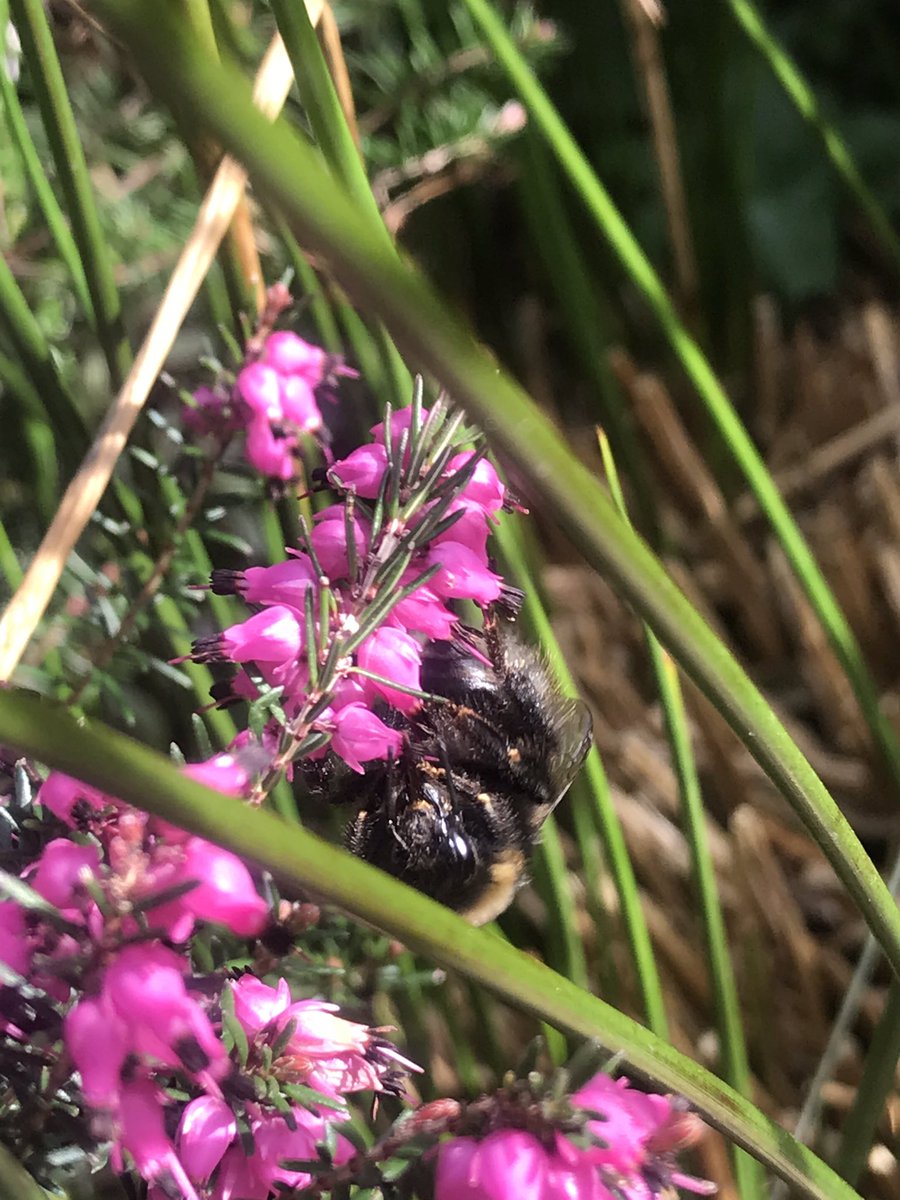 Here is a picture without any scale. Does anyone know what the plant is? I stuck it in the shrubbery years ago and can’t remember.