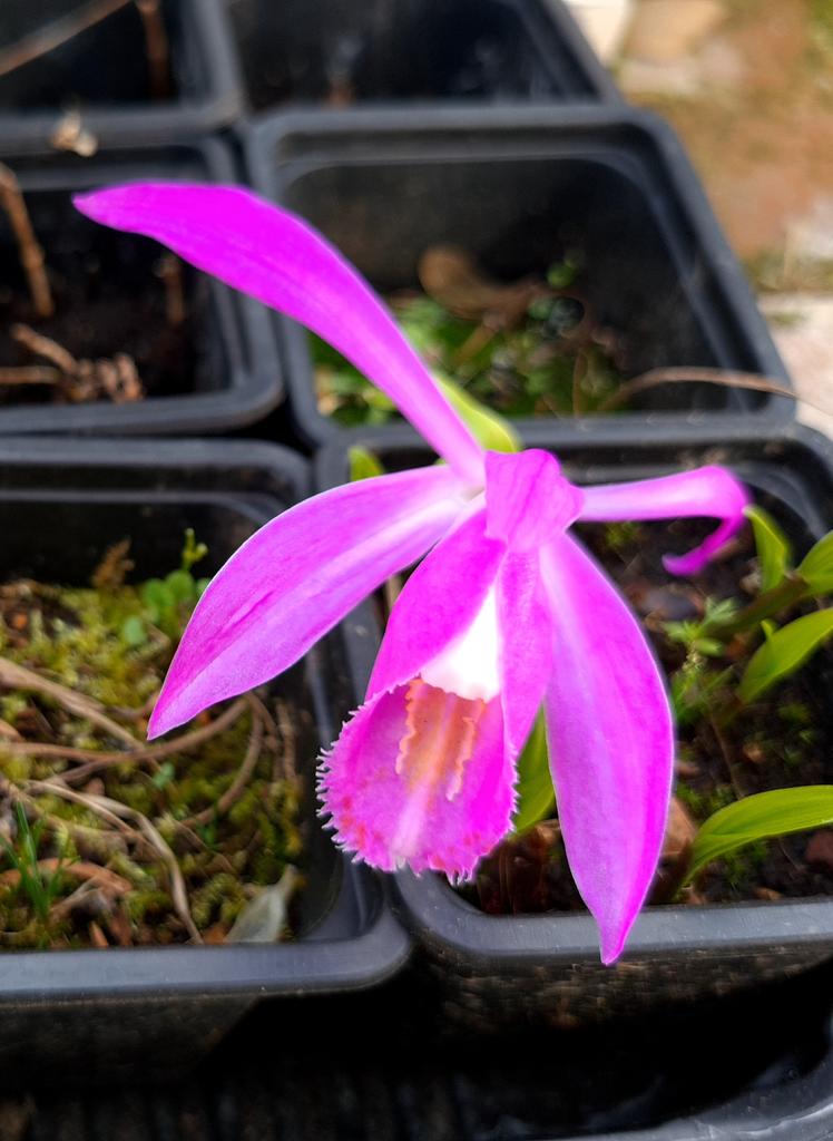 emokebendixen's tweet photo. POTD Pleione tongariro. The most easy and fully winterhardy orchid i have grown https://t.co/2HknlS89JA