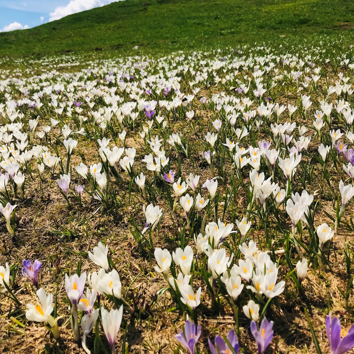 Nature´s awakeing in <a href="/kitzbuehel/">Kitzbühel Tourismus</a> <a href="/tirol/">tirol</a> - we can´t wait to hit the mountains again! Buf tor now: #staysafe #Stayhome and see you soon again! #KitzSki