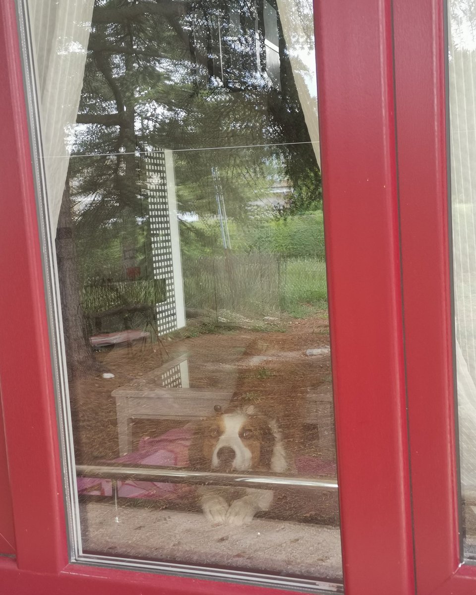 la_ventaneria's tweet image. Todavía me queda un poco. Mientras, me entretengo viendo y escuchando los #pajaros desde mi #ventana.
Y tu???. #quedateencasa.