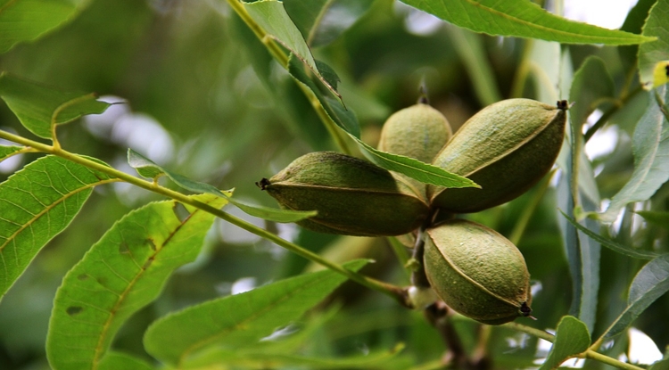 UArizona Ag, Life & Environmental Sciences (@uarizonacales) on Twitter photo Tree nuts – specifically pecans and pistachios – are making a growing contribution to Arizona's economy, according to a study from <a href="/UAZCoopExt/">UArizona Cooperative Extension</a> and @UArizonaCALS scientists.
uanews.arizona.edu/story/tree-nut… Tree nuts – specifically pecans and pistachios – are making a growing contribution to Arizona's economy, according to a study from <a href="/UAZCoopExt/">UArizona Cooperative Extension</a> and @UArizonaCALS scientists.
uanews.arizona.edu/story/tree-nut…