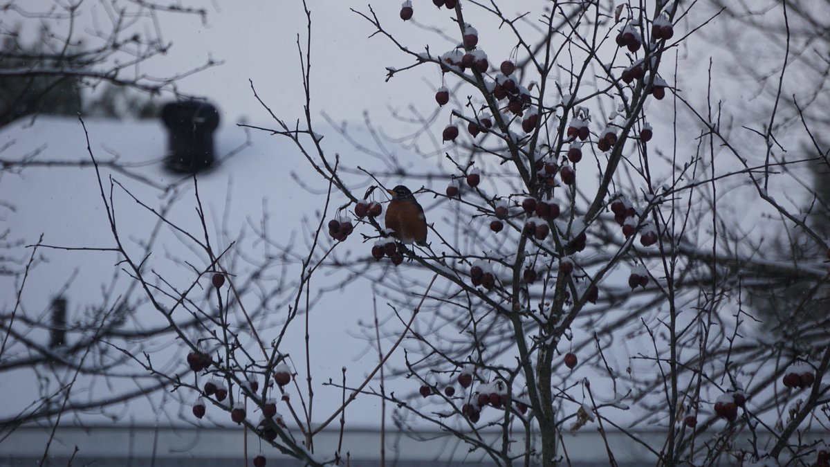 The snowy weather is still around, but some of the birds look much more colourful set against a white backdrop. Our highlight from our #BreakfastBirdwatch was all the American robins hopping around our yard and feeding off the fruit trees.