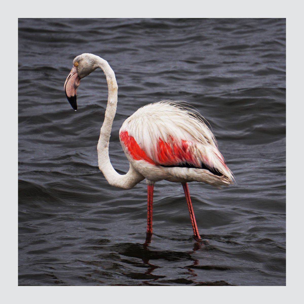 metalatelier's tweet photo. Here’s a flamingo. 
#flamingo #birdstheword #pink #namibia #travelafrica #walvisbay https://t.co/Bpu30Va7pU