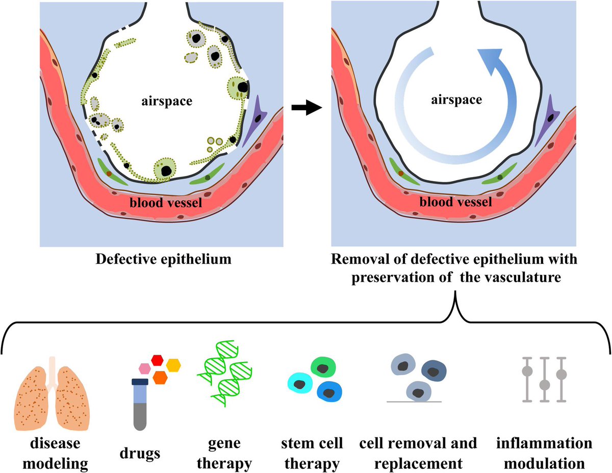 Gordana Vunjak-Novakovic tweet media