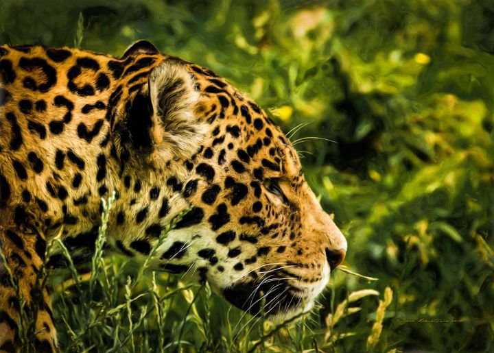 Featured Art of the Day: "Animals - Jaguar - Consentration". Buy it at: ArtPal.com/sipo?i=115906-…