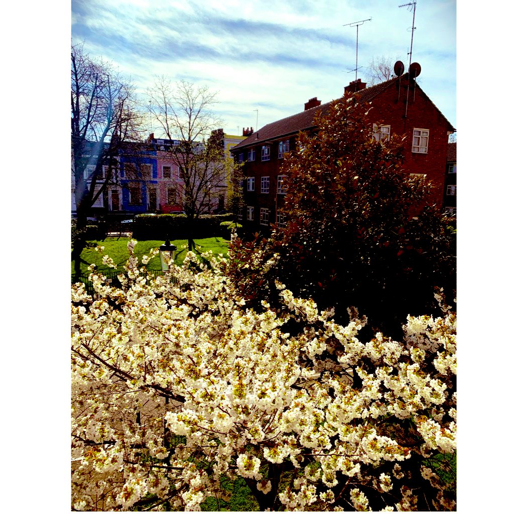 NesliShafak's tweet photo. #VeryBestTree the one in our frontyard @TimeOutLondon https://t.co/XYRsNxolod