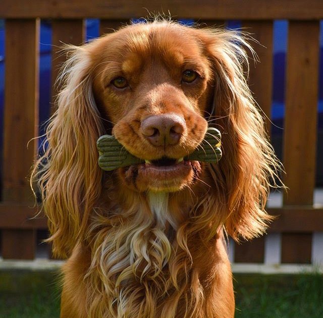 swedencareuk's tweet photo. Anyone else impressed with Louie’s self control?! 🦷✨ @themarvellousmcdonalds #PlaqueOff #PlaqueOffDentalBones #VeggieBones #Plaque #Tartar #BadBreath https://t.co/KV2NOX5da6