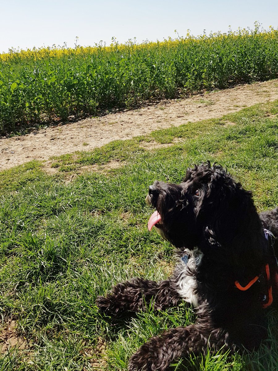 CockapooBarry's tweet image. I had a lovely walk yesterday. We went in the countryside and we didn't see any other humans around. I wonder where they all were?