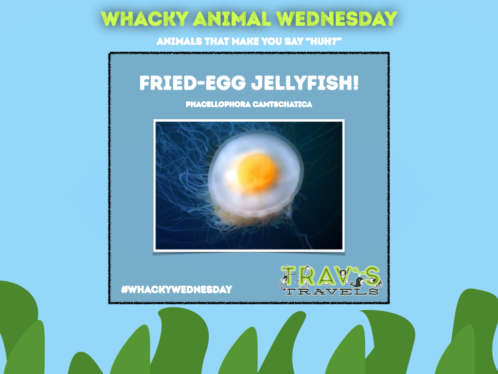 travstravels's tweet photo. hopefully you already had breakfast because today for #WhackyAnimalWednesday we see a delicious looking jellyfish known as the fried egg jellyfish! https://t.co/sTO2Ex4Rm4