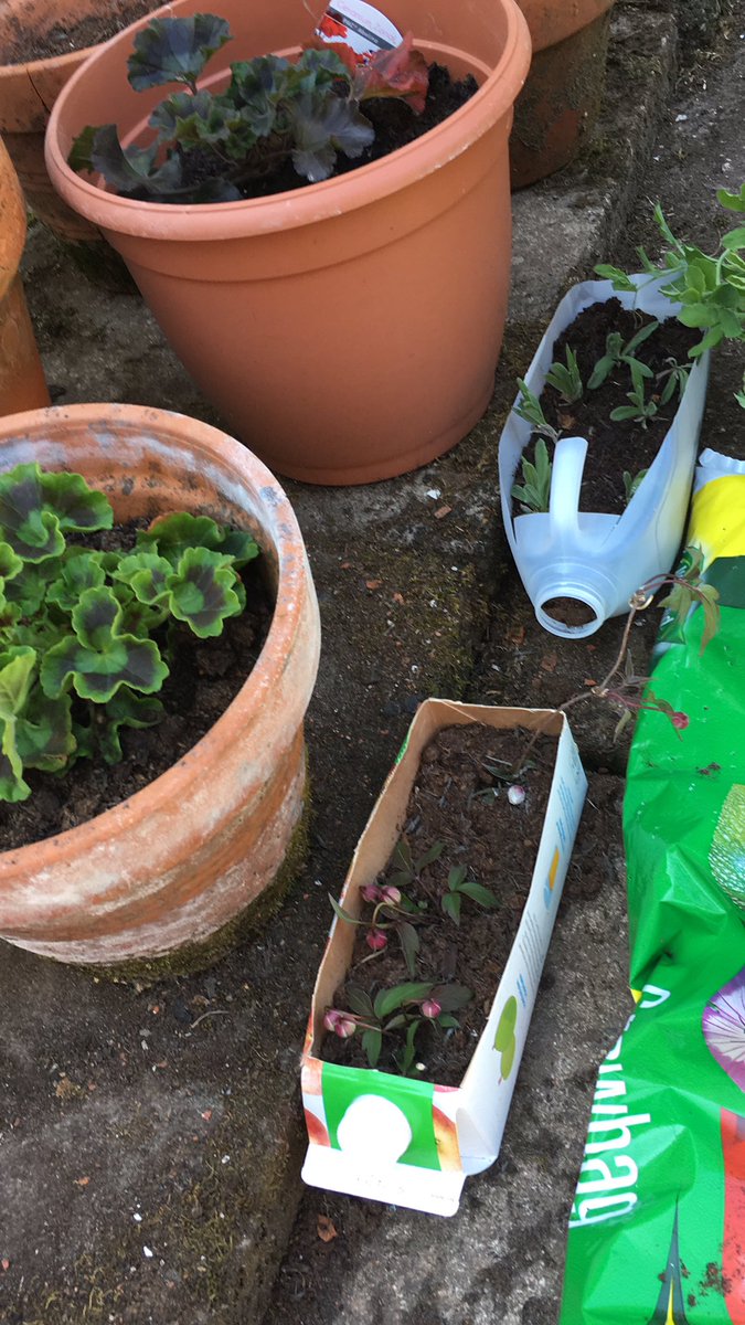 Reuse👍 how is everyone else’s gardening growing?