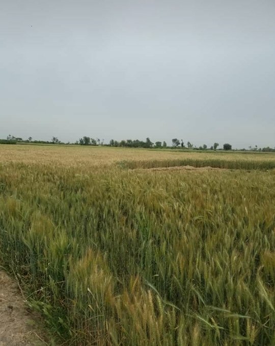 DahriAyesha's tweet photo. Allahumdulillah we are blessed with all the crops by Allmighty Allah❤❤ How Beautiful the view is .... it's all because of our farmers 🥀❤ we are proud of our farmers #respectlabours #AYESHAKHANAD https://t.co/AxHYVmoZPu