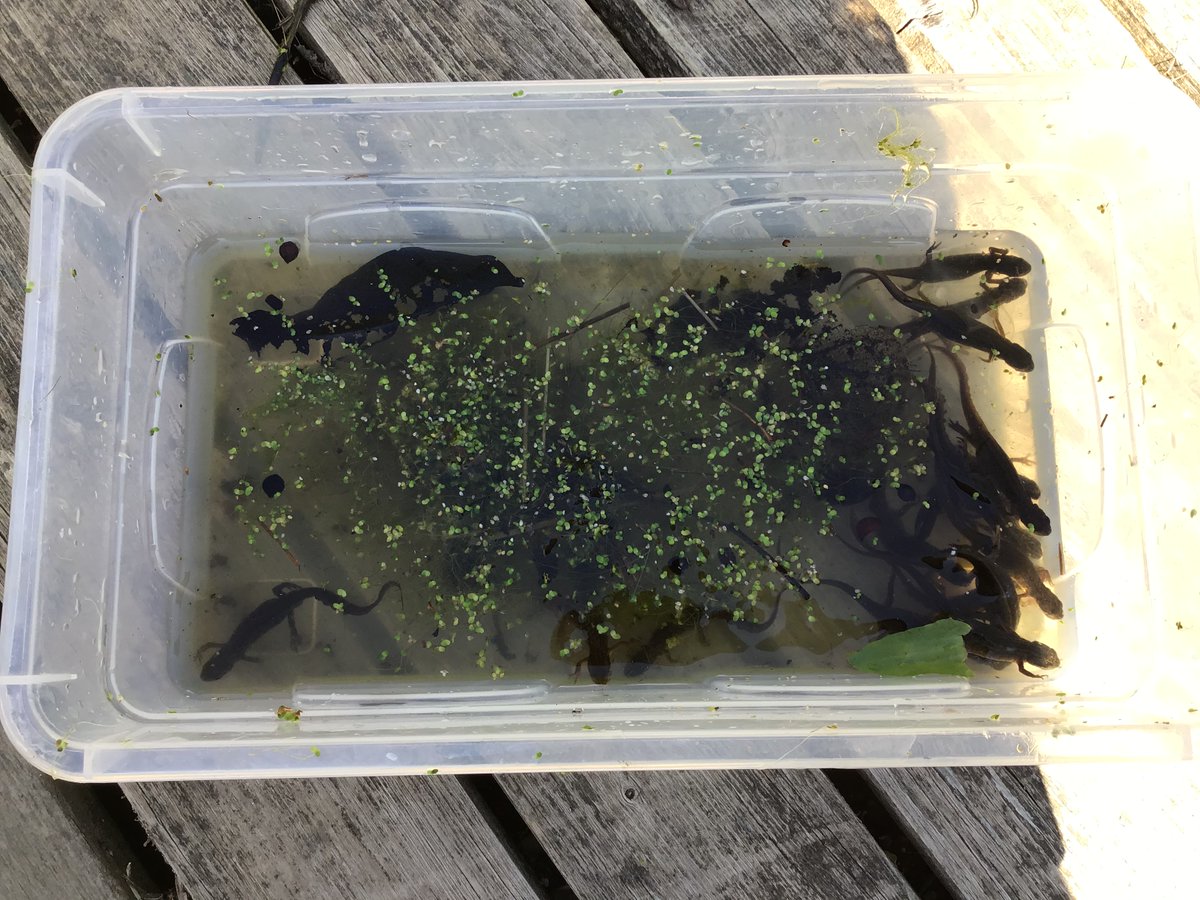 LancastrianInf1's tweet photo. Today our 'in school' team had fun finding newts in the pond! https://t.co/UXZyJLKC0l