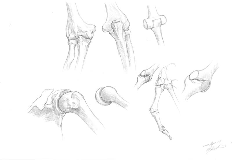 関節の種類を解説するための図版スケッチ。#美術解剖学 