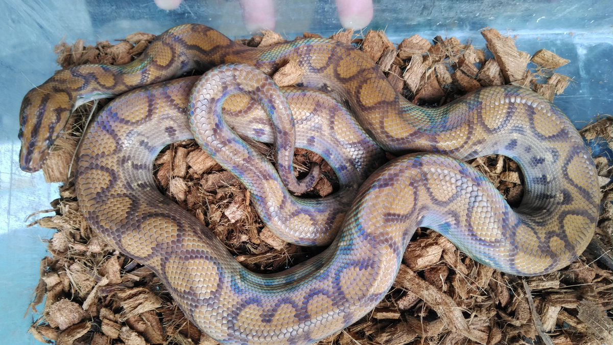 Rep Amber Twitter वर 虹 レインボー の名を冠する蛇は本当に虹の輝きだった というわけでレインボーボア入荷です ボール パイソンやちょっと変わり種のパイソンやランカマキリなどなど入荷しておりますよ