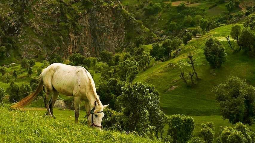 “In order to write about life first you must live it.”– Ernest Hemingway
📍 Sardasht, West Azarbaijan, Iran