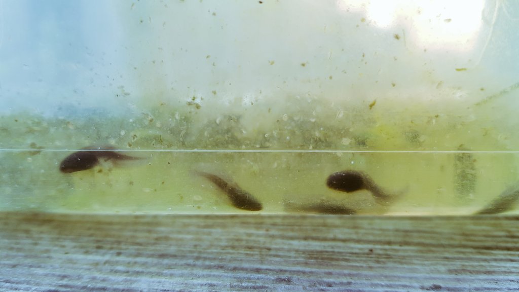 Joanne Middleton tweet media