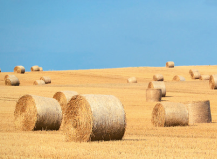 ProtexiaPlast's tweet photo. Protexia is family owned and operated, providing high quality, depednable products with our customers in mind. Call 1-800-935-3011 to learn more about our full catalouge of bailing, bagging and covering supplies. #AgTwitter #BaleWraps #AgriRepel #SilageBags https://t.co/mHICUmIOrE